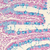 Histologie Geräte und Bedarf