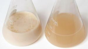 Experimentation kit, bioremediation by oil eating bacteria