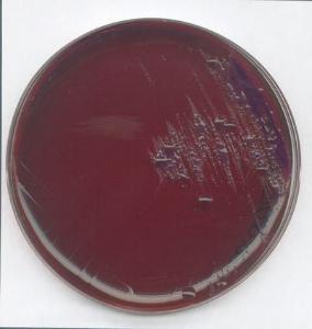 Levine-EMB-Agar