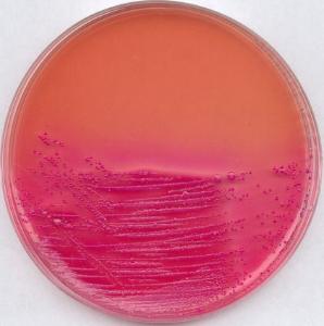 Leifson-Agar