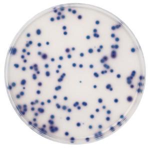 Chromocult-Coliform-Agar