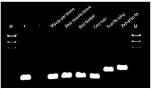 Direct PCR Kits