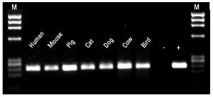 Direct PCR Kits