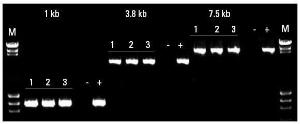 Direct PCR Kits