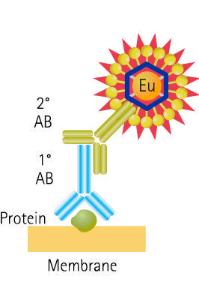 Western blot assay kits, ScanLater™