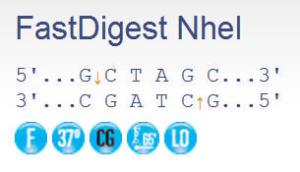 NheI, FastDigest™, fermentas