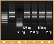 Human ribonuclease inhibitor (from placenta)