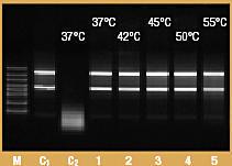 Human ribonuclease inhibitor (from placenta)