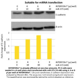 siRNA- und miRNA-Transfektionsreagenz, INTERFERin®