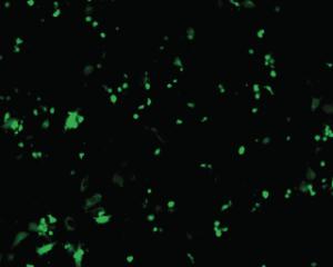 FL Hela-GFP-20X cell-imager