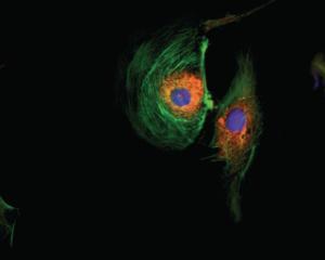 FL BPAE FluoCell-1-B-60X-RGB cell-imager