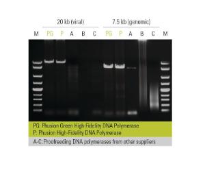 Phusion® High-Fidelity PCR Kit