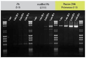 Phusion® High-Fidelity PCR Master Mix with GC Buffer