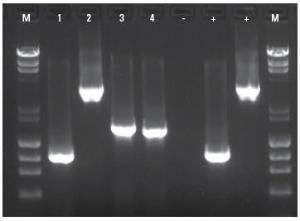 Direct PCR Kits