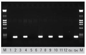 Direct PCR Kits