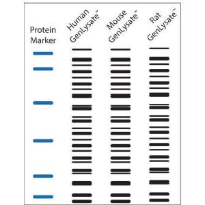 Einzelgewebe-Immunoblots – Mehrere Spezies