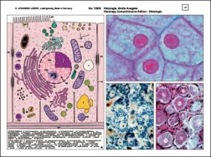 Histologisk Atlas