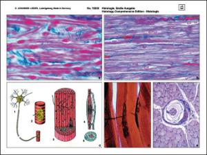 Histologisk Atlas