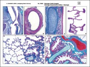 Histologisk Atlas