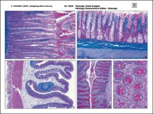 Histologisk Atlas