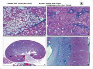 Histologisk Atlas