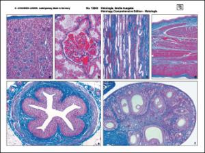 Histologisk Atlas