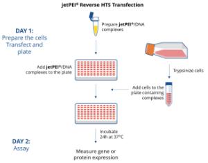 jetPEI®, HTS-DNA-Transfektionsreagenz