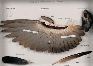 Dove wing model