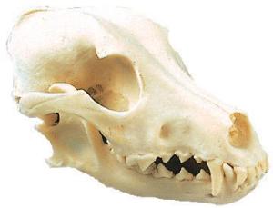 Animal skulls