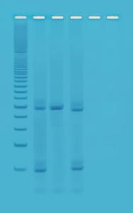 Experimentierkits, Genotypisierung von Drosophila mittels PCR