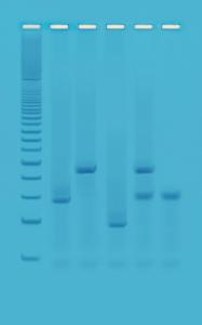 Experimentation kits, DNA fingerprinting - using PCR