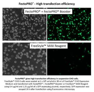 FectoCHO™ Transfektionseffizienz CHO-Zellen