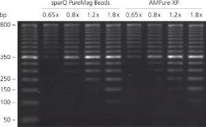 sparQ PureMag Beads zeigen eine gleichwertige Leistung wie AMPure XP<br />zur DNA-Reinigung. Eine 50-bp-DNA-Leiter wurde mit sparQ PureMag Beads und AMPure XP bei unterschiedlichen Beads-zu-DNA-Verhältnissen gereinigt und auf 2 % Agarosegel analysiert.