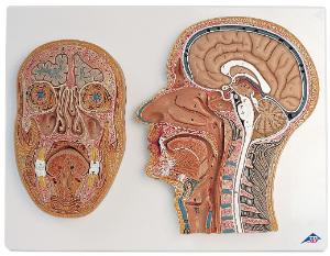 Head, longitudinal section