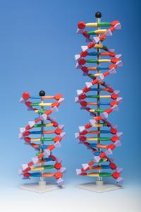 Mini molecular models: DNA