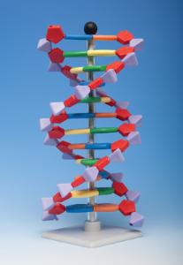 Mini molecular models: DNA