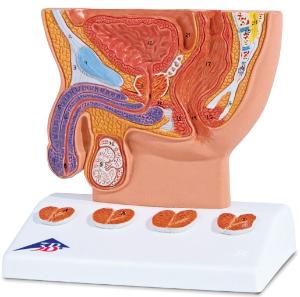 Urinary system model 