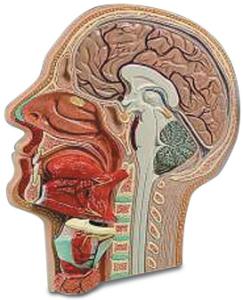 Head, longitudinal section