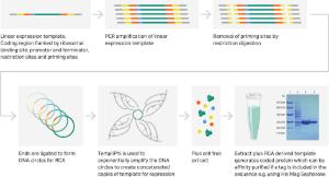 illustra™ TempliPhi™ sequence resolver kits