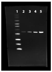 Prolite histag protein gel staining kit green fluorescence