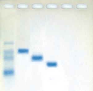 Experimentation kits, molecular weight determination of proteins (agarose-based)