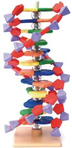 Molekulare Modelle: DNA/RNA