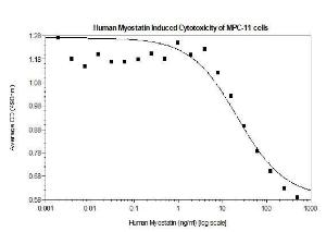 Rekombinantes menschliches Myostatin