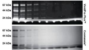 VWR® VividPro™ Plus Fluorescent Protein Stains