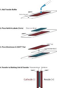 Transfer pads for western blotting, Swift™