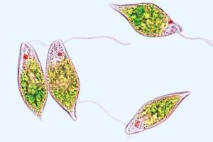 Common green flagellate (<i>Euglena viridis</i>) with eyespot and flagellum, whole mount