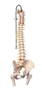 Classic flexible spine model with femur heads