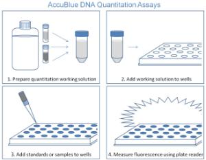 dsDNA-Quantifizierungskit, AccuBlue®