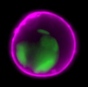 Apoptotische HeLa-Zellen, gefärbt mit NucView® 488 Caspase-3-Substrat (grün) und CF647Annexin V (lila)