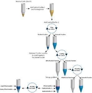 FOCUS™ SubCell, protein fractionation kit